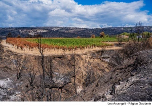 En réponse au mégafeu dans l'Aude cet été, des mesures d'urgence sont adoptées pour venir en aide aux agriculteurs sinistrés