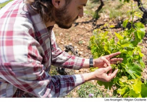 La Région accompagne ses producteurs et s'engage pour la filière bio