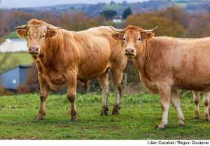 Les éleveurs bovins peuvent bénéficier d'une aide régionale pour le rachat de bovins reproducteurs