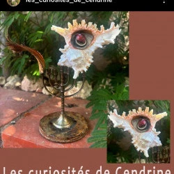 Les curiosités de cendrine - Creation de Cabinets de curiosités - Curiosités de cendrine 