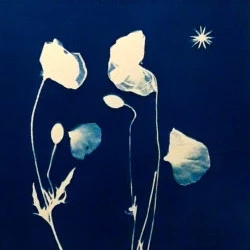 Gentils coquelicots - Cyanotype original à base de plantes séchées - 20 x 30 cm - Cyanorev 