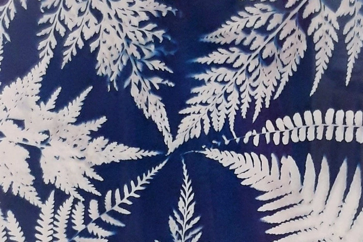 La danse des fougères - Cyanotype original à base de plantes séchées - 30 x 40 cm - Cyanorev 