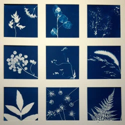 Patchwork 1 - Cyanotype original à base de plantes séchées - 50 x 50 cm - Cyanorev 