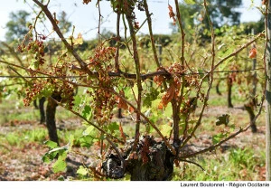 Des cautions de prêts bancaires pour soutenir nos agriculteurs touchés par les aléas climatiques