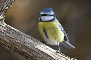 Affiche Les oiseaux des jardins