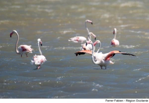 Pour protéger les espèces et mieux comprendre la faune, plusieurs initiatives sont mises en œuvre