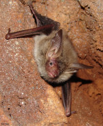 Affiche Nuit européenne de la chauve-souris